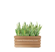 COMBO JARDINERA 70 CM CON SANSEVIERA - Tumatera.co