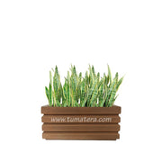 COMBO JARDINERA 70 CM CON SANSEVIERA - Tumatera.co