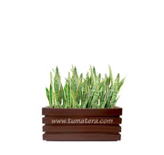 COMBO JARDINERA 70 CM CON SANSEVIERA - Tumatera.co