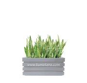 COMBO JARDINERA 70 CM CON SANSEVIERA - Tumatera.co