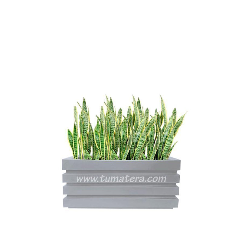 COMBO JARDINERA 70 CM CON SANSEVIERA - Tumatera.co