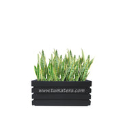 COMBO JARDINERA 70 CM CON SANSEVIERA - Tumatera.co