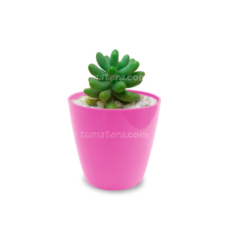 Combo San Remo 6 cm + Suculenta Bananitos Mini Fucsia