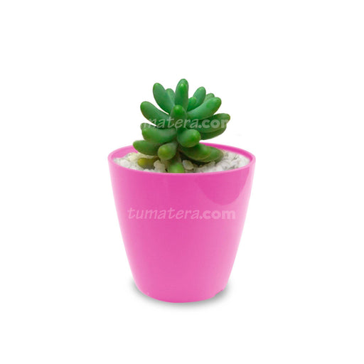Combo San Remo 6 cm + Suculenta Bananitos Mini Fucsia
