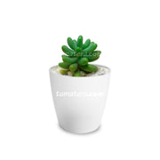 Combo San Remo 6 cm + Suculenta Bananitos Mini Blanco