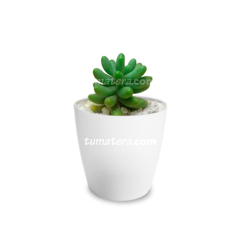Combo San Remo 6 cm + Suculenta Bananitos Mini Blanco