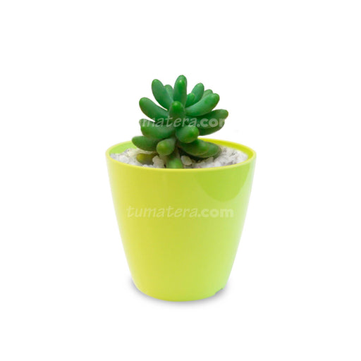 Combo San Remo 6 cm + Suculenta Bananitos Mini Verde Oliva