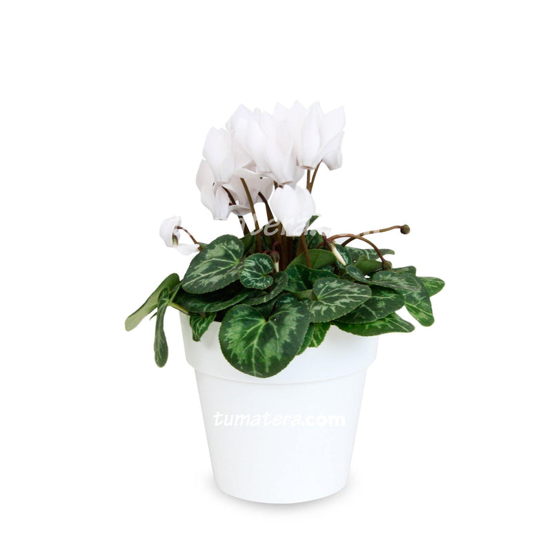 Combo Matera IML 12 cm con Violeta Mini Blanca matera Blanca