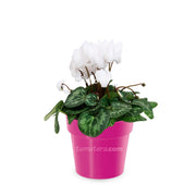 Combo Matera IML 12 cm con Violeta Mini Blanca Rosa