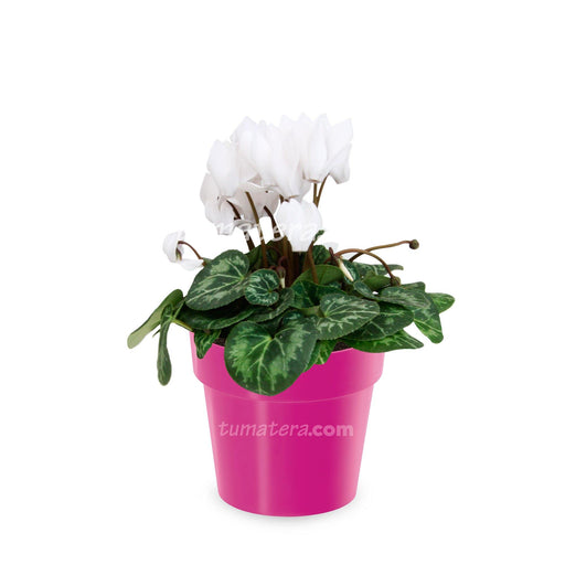 Combo Matera IML 12 cm con Violeta Mini Blanca Rosa