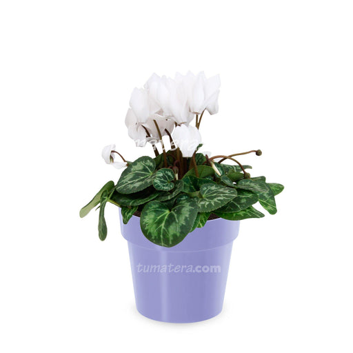 Combo Matera IML 12 cm con Violeta Mini Blanca Lila