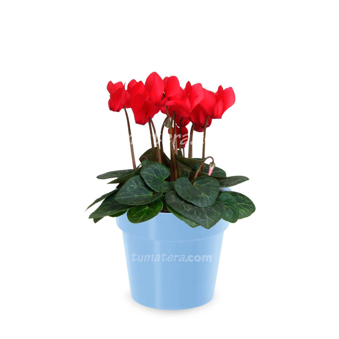 Combo Matera con Violeta Mini Roja vista frontal con matera azul clara