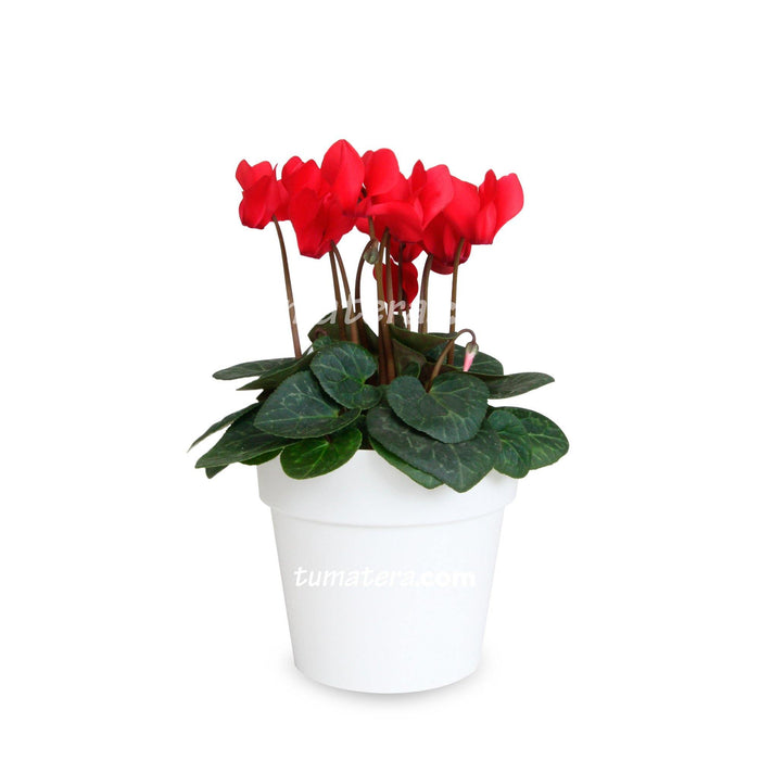 Combo Matera con Violeta Mini Roja vista frontal con matera blanca