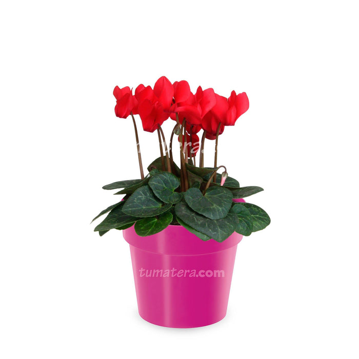 Combo Matera con Violeta Mini Roja vista frontal con matera rosa