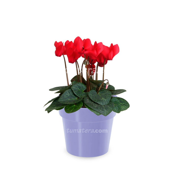 Combo Matera con Violeta Mini Roja vista frontal con matera lila