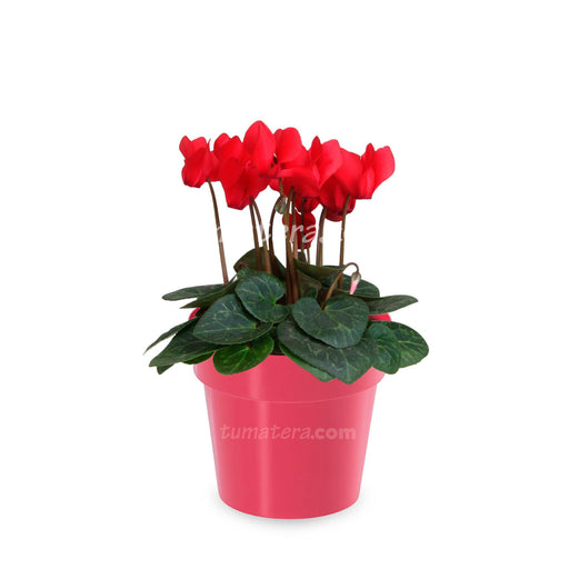 Combo Matera con Violeta Mini Roja vista frontal con matera roja