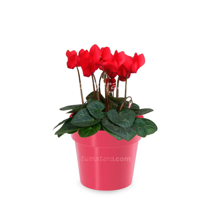 Combo Matera con Violeta Mini Roja vista frontal con matera roja