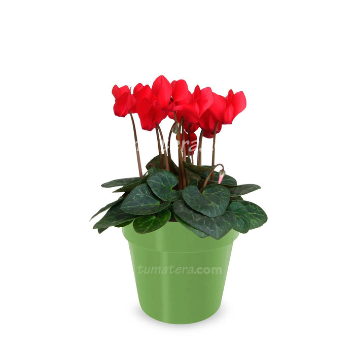 Combo Matera con Violeta Mini Roja vista frontal con matera verde oscuro