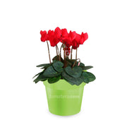 Combo Matera con Violeta Mini Roja vista lateral con matera verde oliva