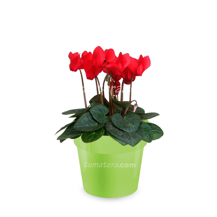 Combo Matera con Violeta Mini Roja vista lateral con matera verde oliva