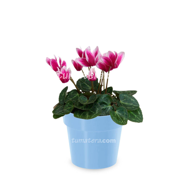 COMBO MATERA IML 12 CM CON VIOLETA MINI BICOLOR - Tumatera.co