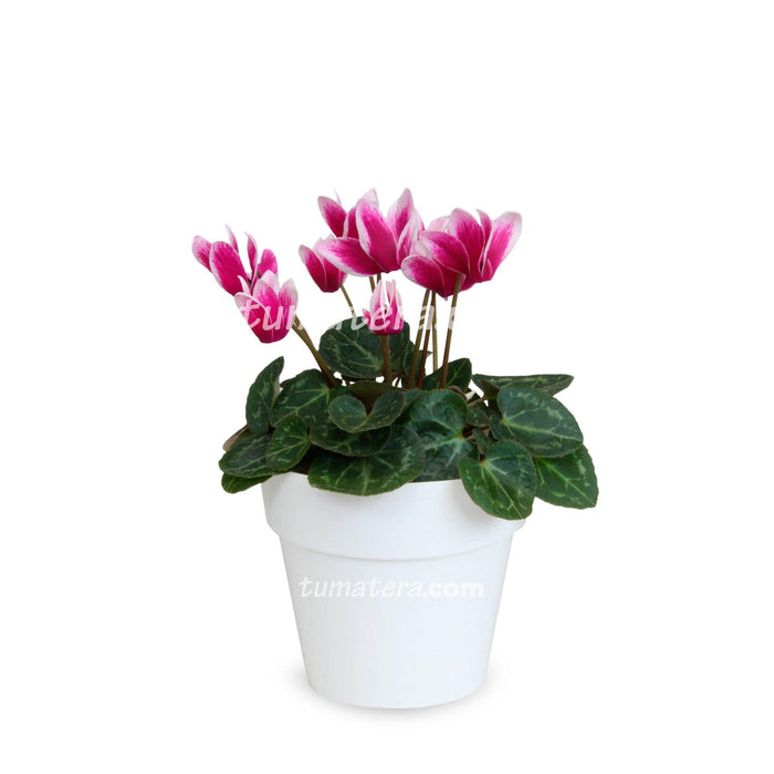 Combo Maceta con Violeta Mini Bicolor con matera blanca