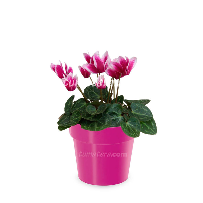 COMBO MATERA IML 12 CM CON VIOLETA MINI BICOLOR - Tumatera.co