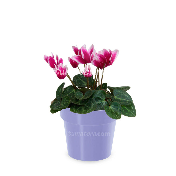 Combo Maceta con Violeta Mini Bicolor con matera lila