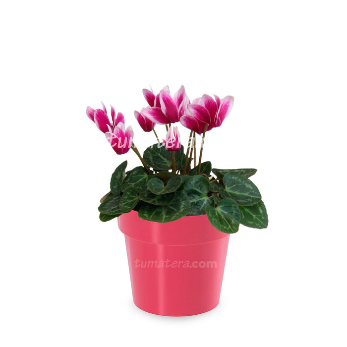 Combo Maceta con Violeta Mini Bicolor con matera Fucsia