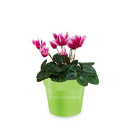 COMBO MATERA IML 12 CM CON VIOLETA MINI BICOLOR - Tumatera.co