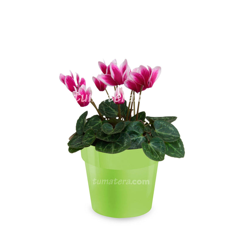 COMBO MATERA IML 12 CM CON VIOLETA MINI BICOLOR - Tumatera.co