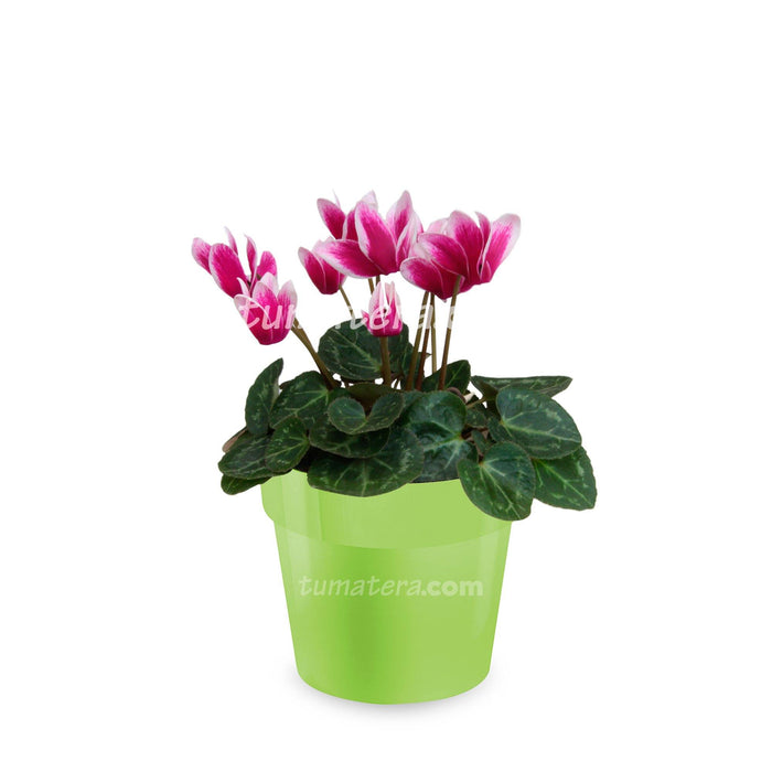 COMBO MATERA IML 12 CM CON VIOLETA MINI BICOLOR - Tumatera.co