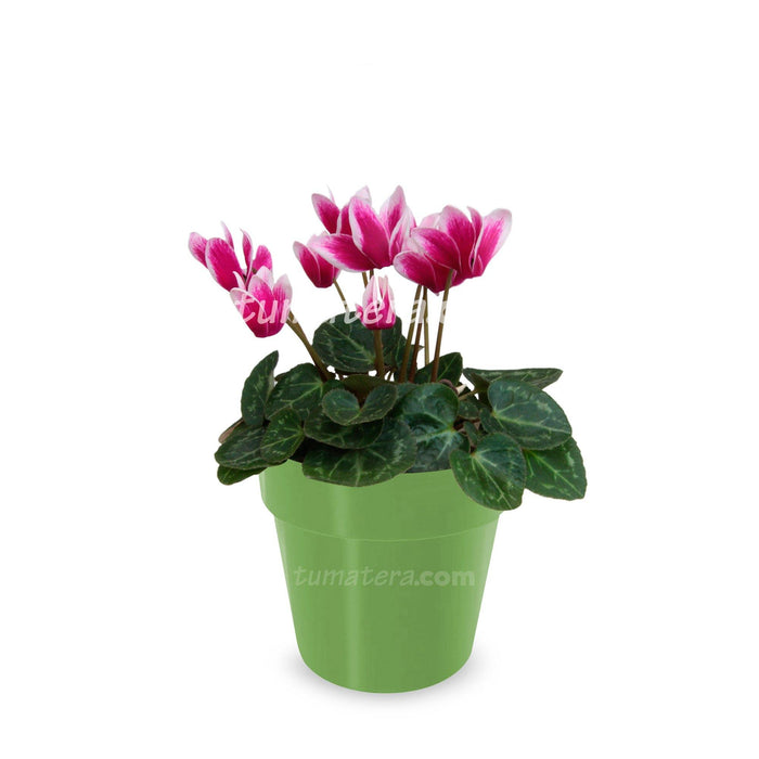 Combo Maceta con Violeta Mini Bicolor con matera verde