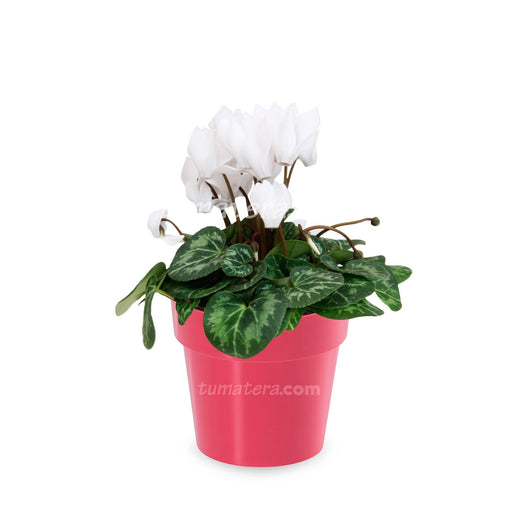 Combo Matera IML 12 cm con Violeta Mini Blanca Fucsia