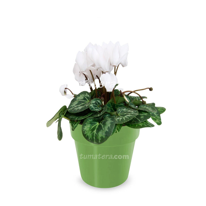 Combo Matera IML 12 cm con Violeta Mini Blanca Verde Oliva