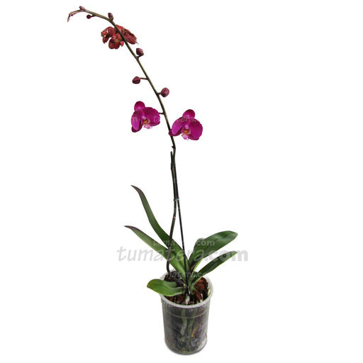 ORQUIDEA PHALAENOPSIS 1 VARA - Tumatera.co