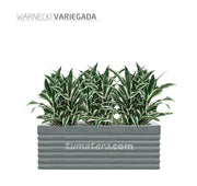COMBO JARDINERA CEMENTO 90 CM CON WARNECKI - Tumatera.co