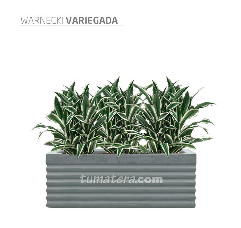 COMBO JARDINERA CEMENTO 90 CM CON WARNECKI - Tumatera.co