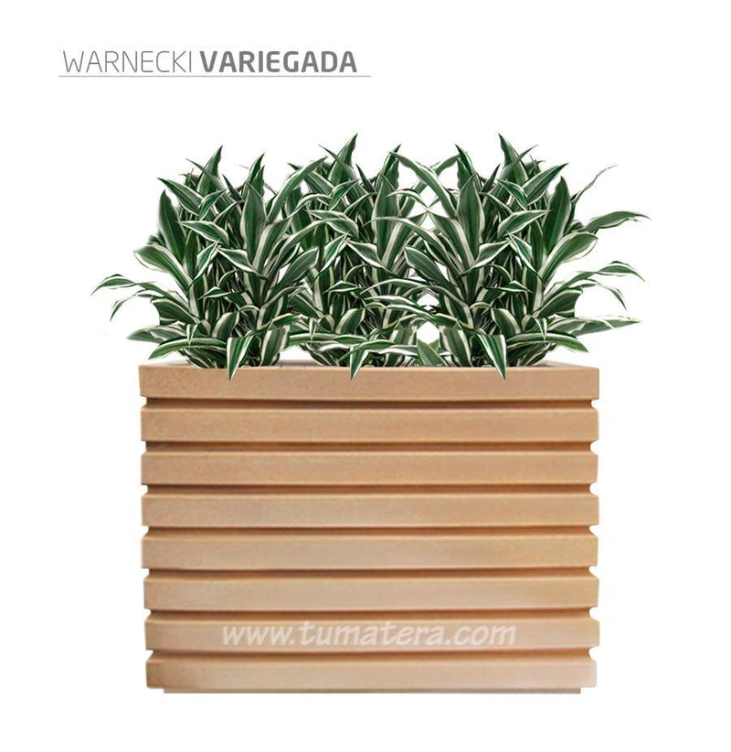 COMBO JARDINERA 100 X 60 CM CON WARNECKI - Tumatera.co