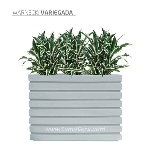 COMBO JARDINERA 100 X 60 CM CON WARNECKI - Tumatera.co