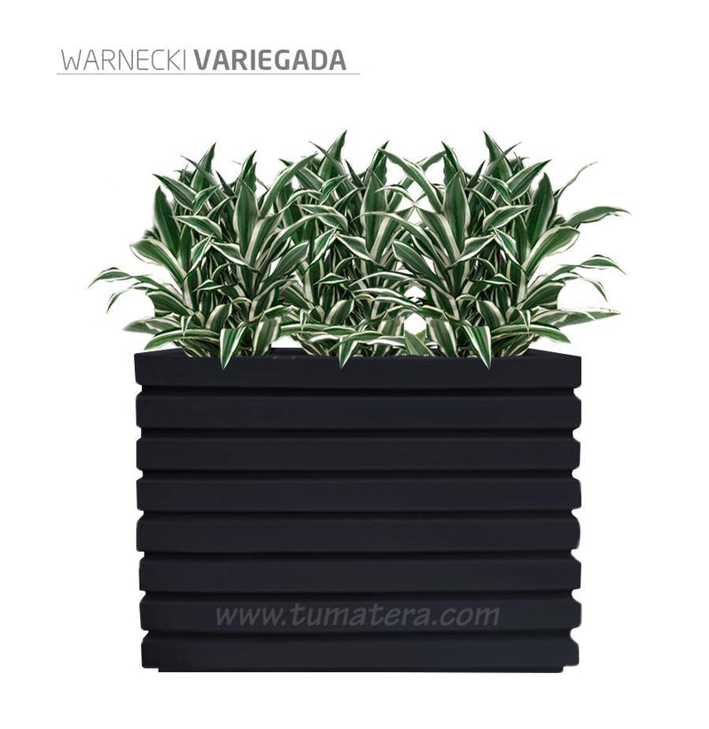 COMBO JARDINERA 100 X 60 CM CON WARNECKI - Tumatera.co