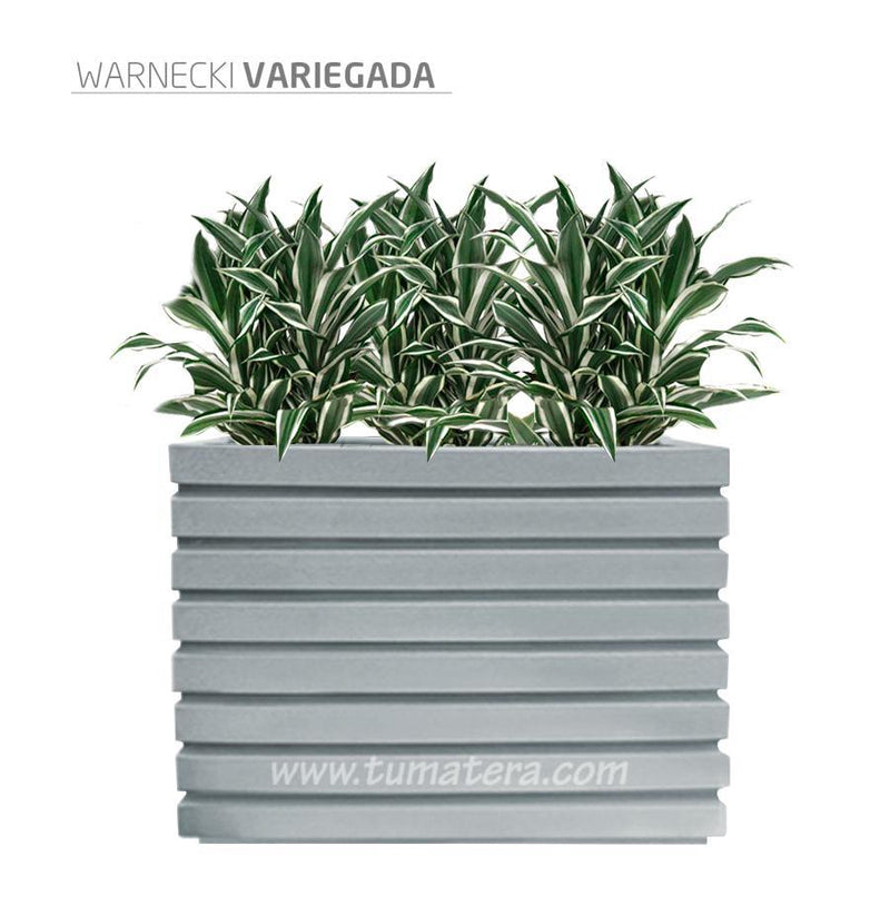 COMBO JARDINERA 100 X 60 CM CON WARNECKI - Tumatera.co