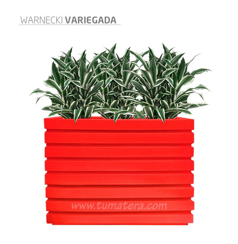 COMBO JARDINERA 100 X 60 CM CON WARNECKI - Tumatera.co