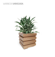 COMBO CUBO 48 CM CON WARNECKI - Tumatera.co
