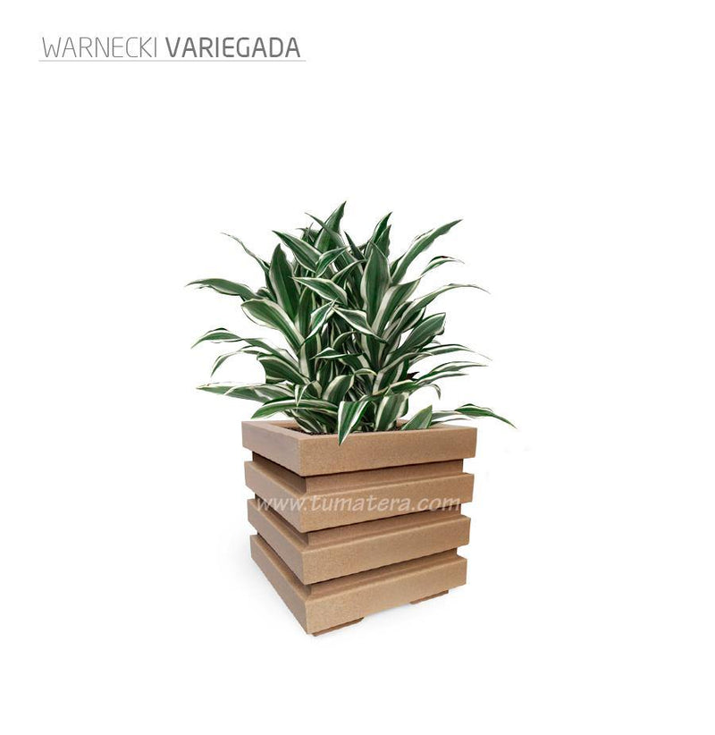 COMBO CUBO 48 CM CON WARNECKI - Tumatera.co