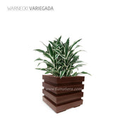 COMBO CUBO 48 CM CON WARNECKI - Tumatera.co