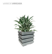 COMBO CUBO 48 CM CON WARNECKI - Tumatera.co