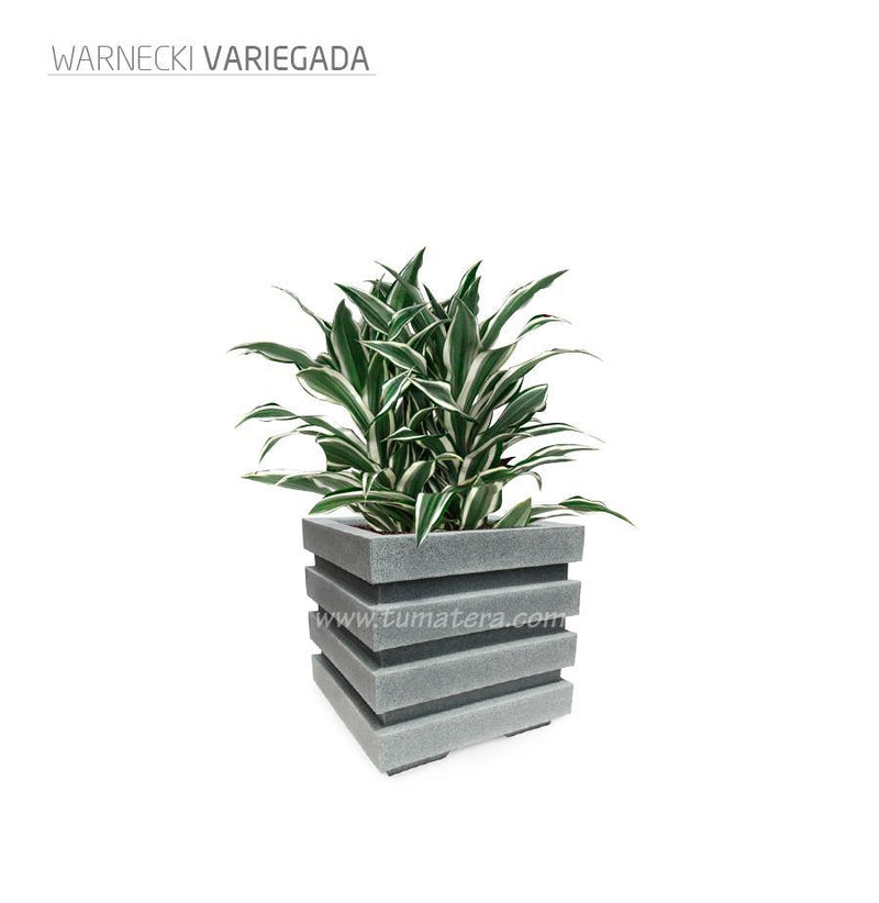 COMBO CUBO 48 CM CON WARNECKI - Tumatera.co