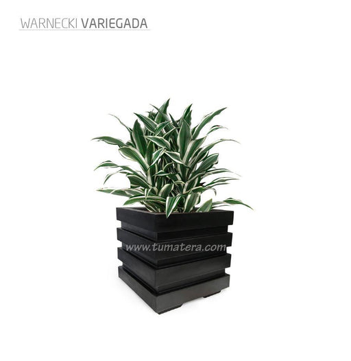 COMBO CUBO 48 CM CON WARNECKI - Tumatera.co