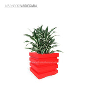 COMBO CUBO 48 CM CON WARNECKI - Tumatera.co
